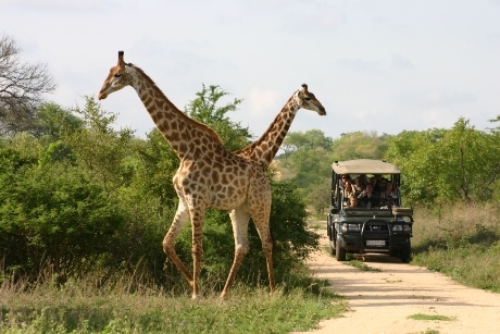 South African Safari 